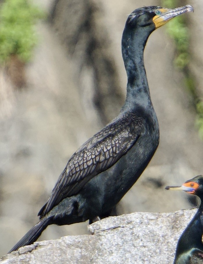 Cormoran à aigrettes - ML620820452