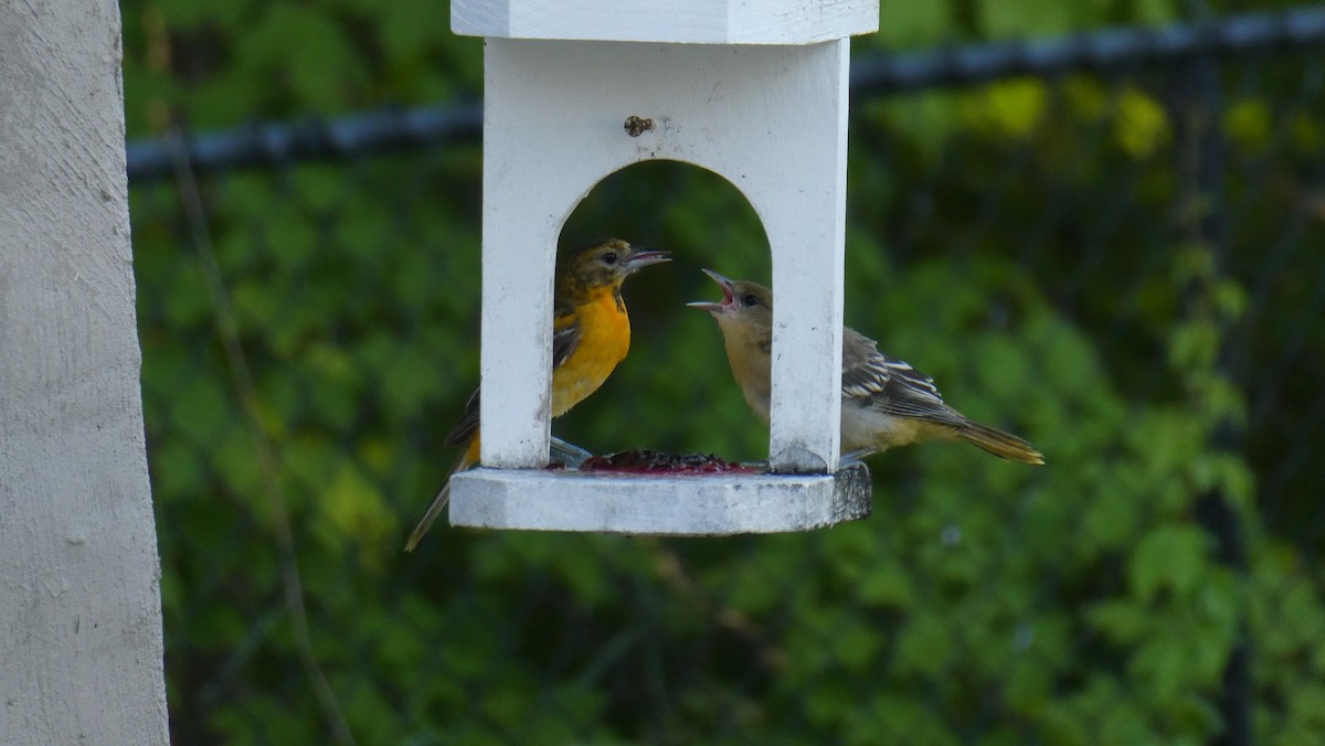 Baltimore Oriole - Mark Burns