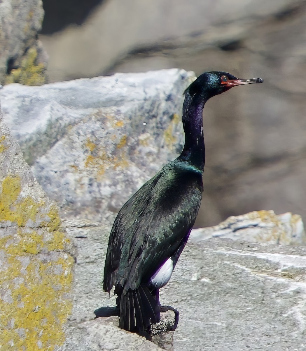 Cormorán Pelágico - ML620820454