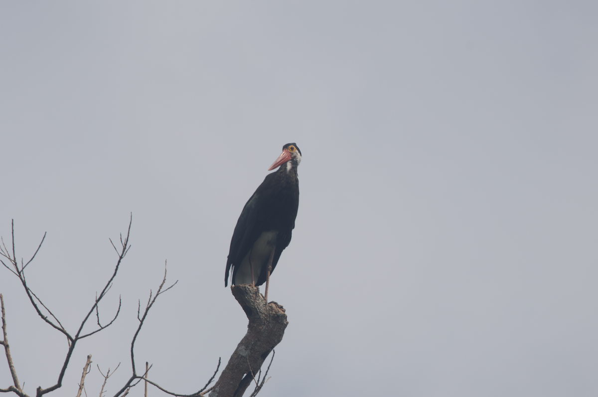 Cigogne de Storm - ML620820455