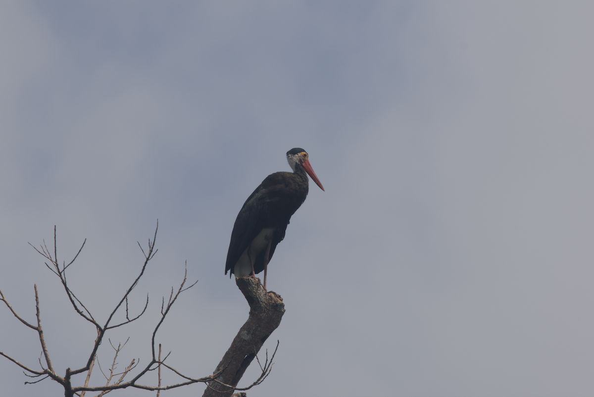 Cigogne de Storm - ML620820456