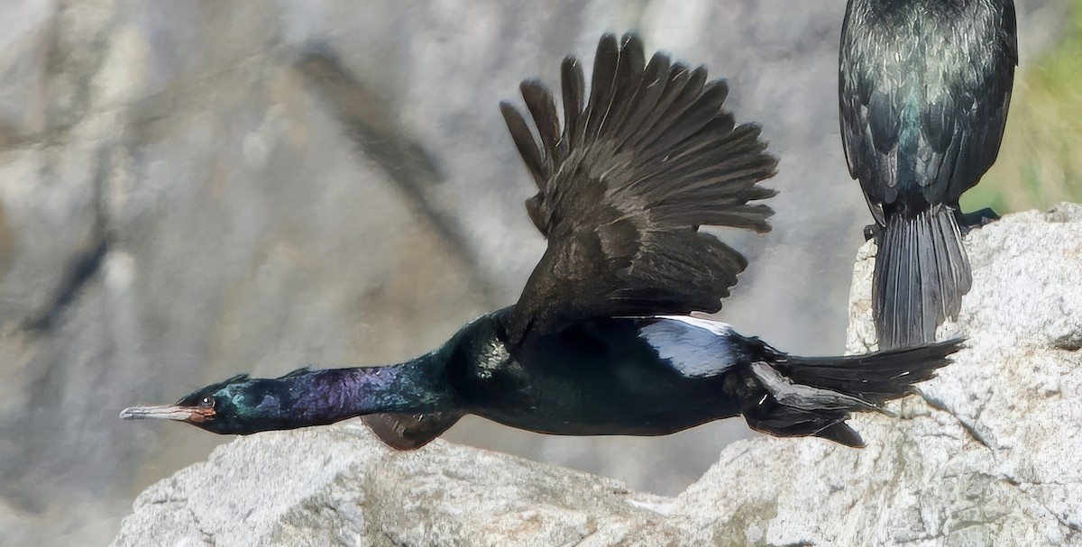 Cormorán Pelágico - ML620820457