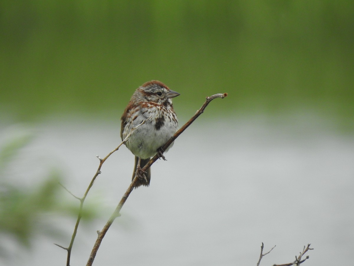 Song Sparrow - ML620820458