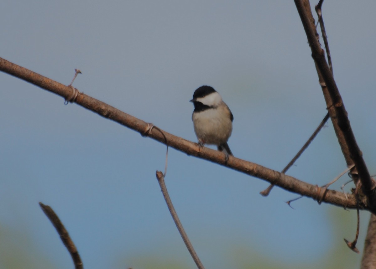 Carolina Chickadee - ML620820460