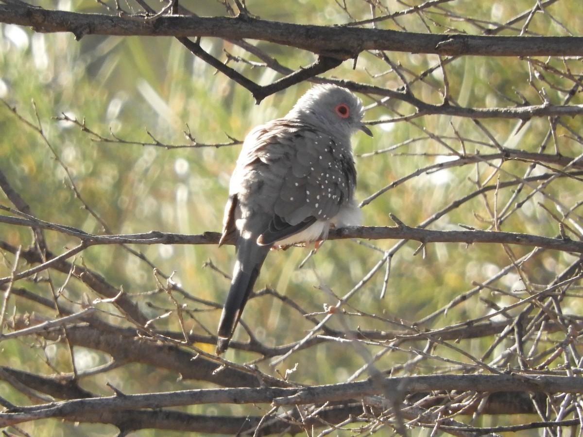 Diamond Dove - ML620820462