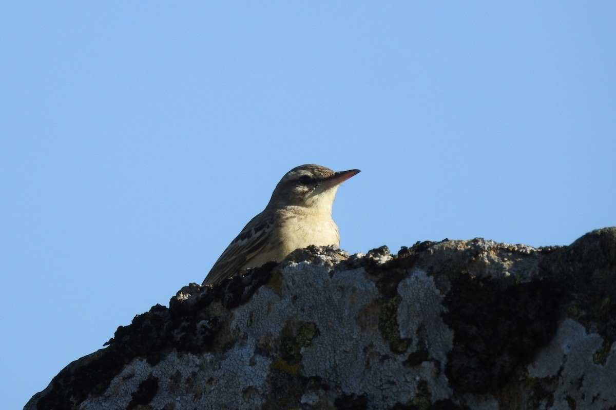 Tawny Pipit - ML620820463