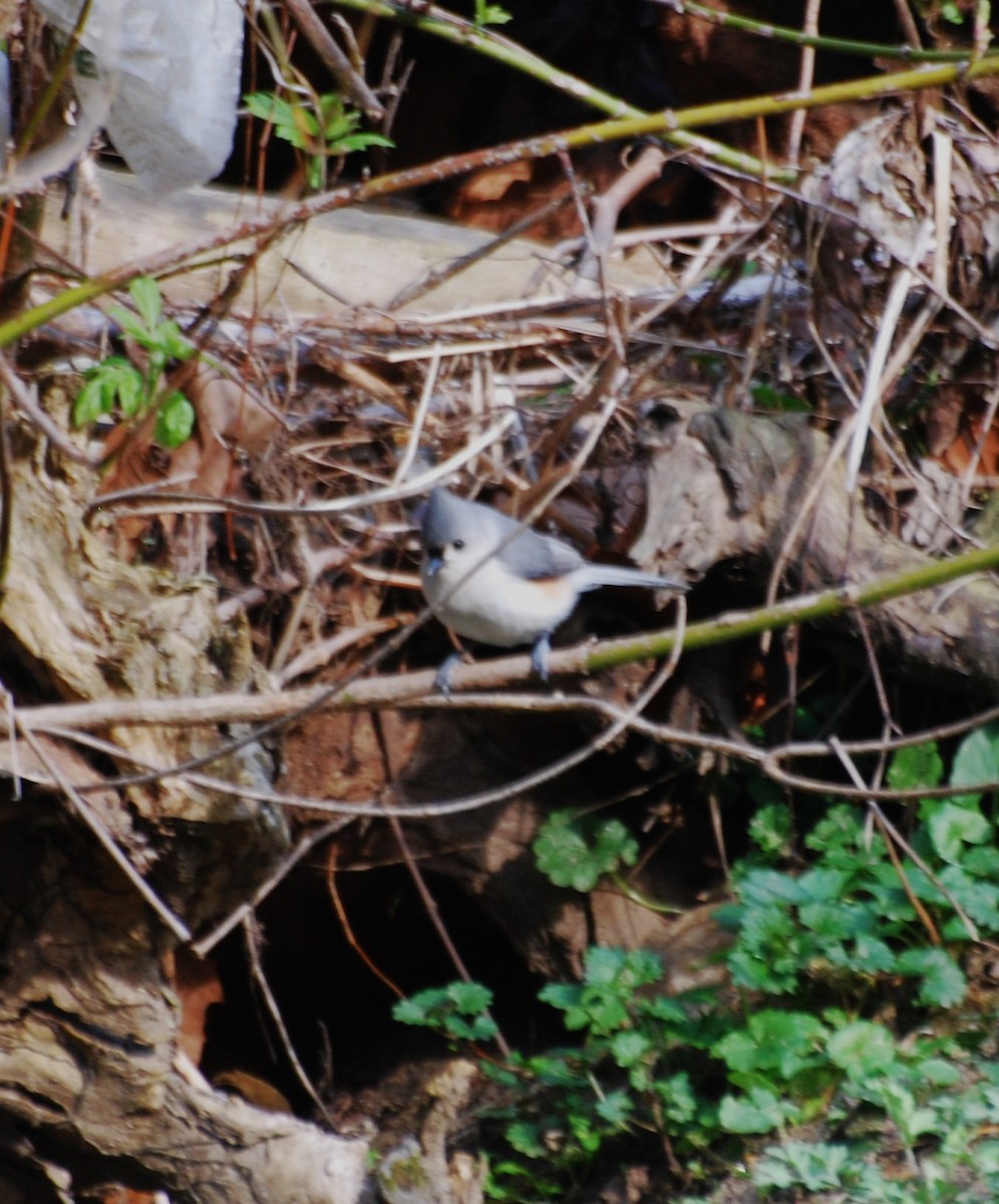 Tufted Titmouse - ML620820464