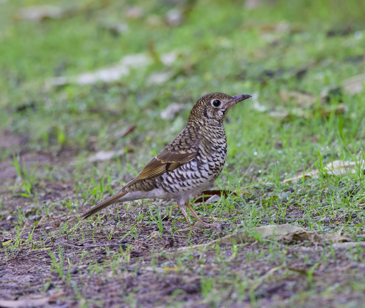 Bassian Thrush - ML620820465