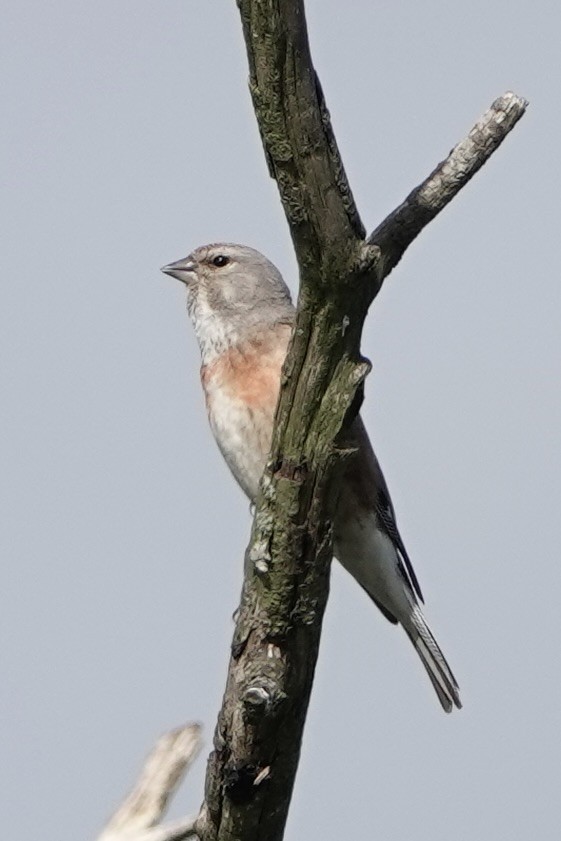 Eurasian Linnet - ML620820466