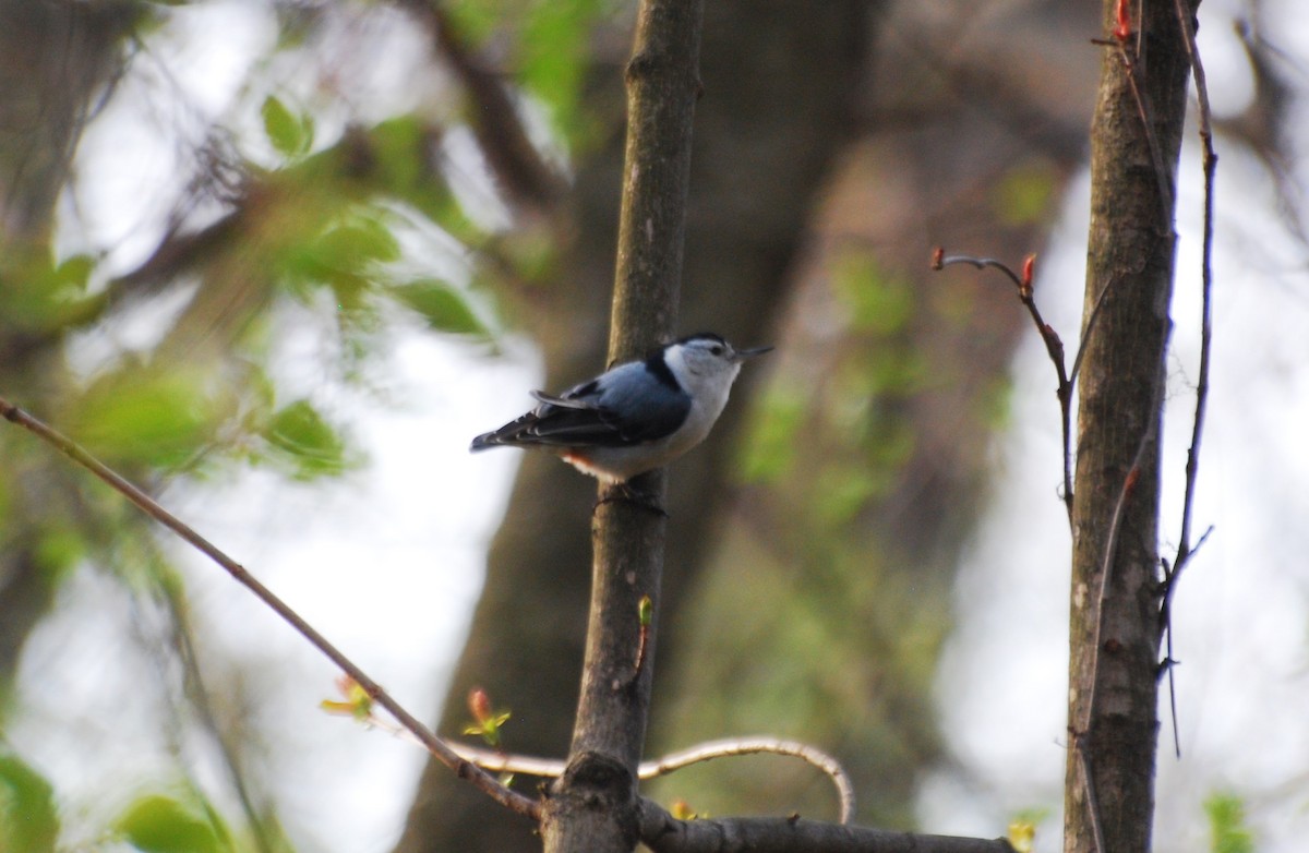 White-breasted Nuthatch - ML620820468