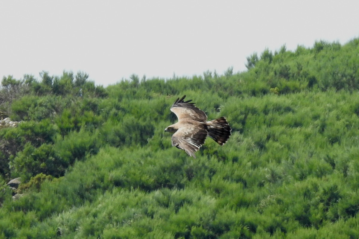 Short-toed Snake-Eagle - Pedro Moreira