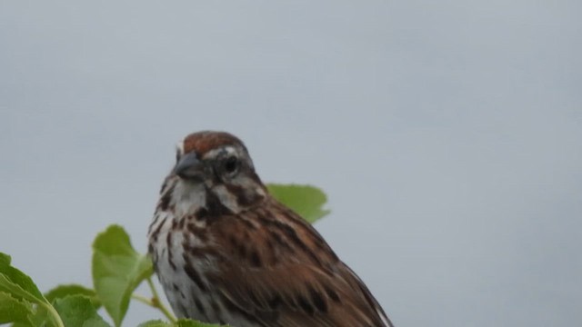 Song Sparrow - ML620820472