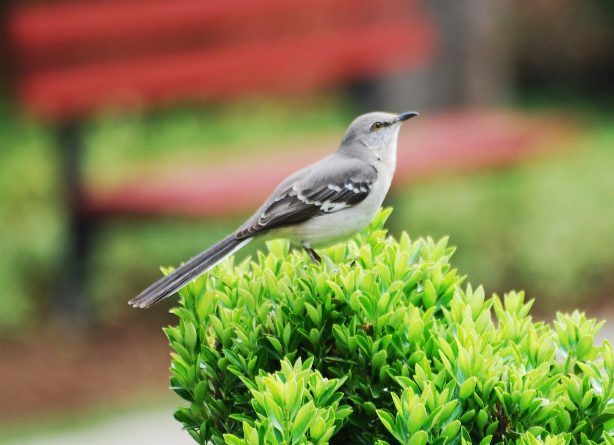 Northern Mockingbird - ML620820474