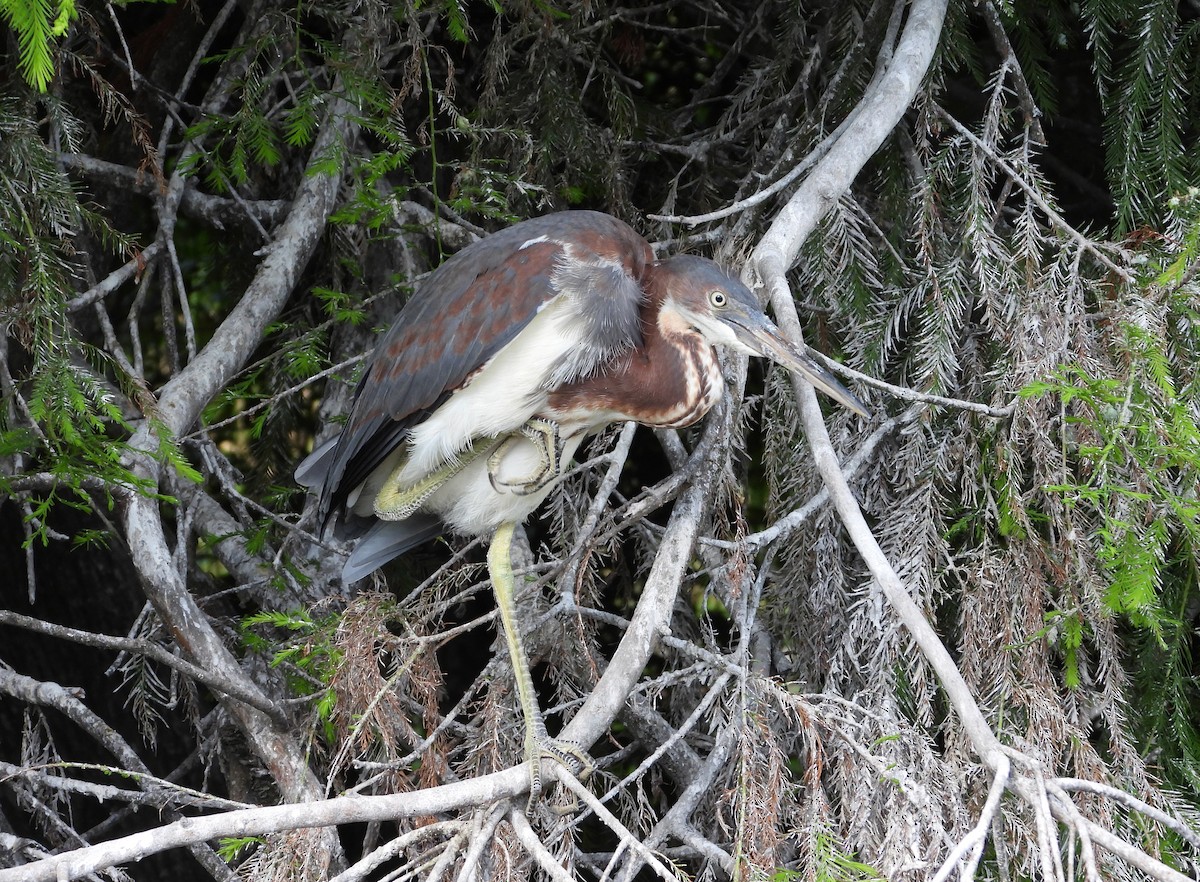 Tricolored Heron - ML620820475