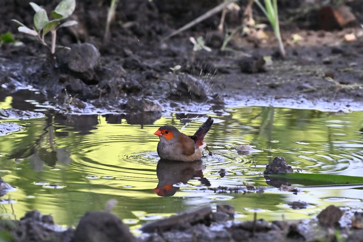 Orange-cheeked Waxbill - ML620820476