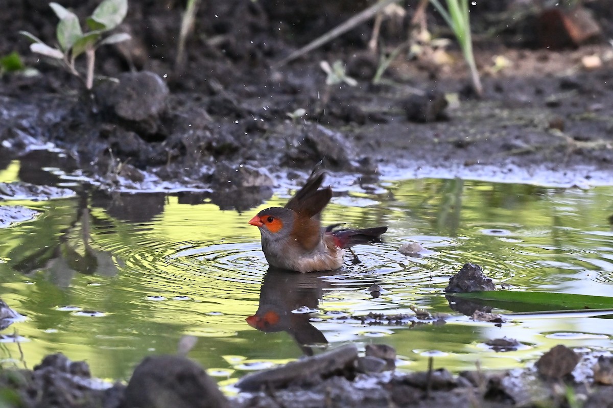 Orange-cheeked Waxbill - ML620820477