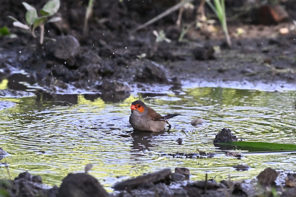 Orange-cheeked Waxbill - ML620820478