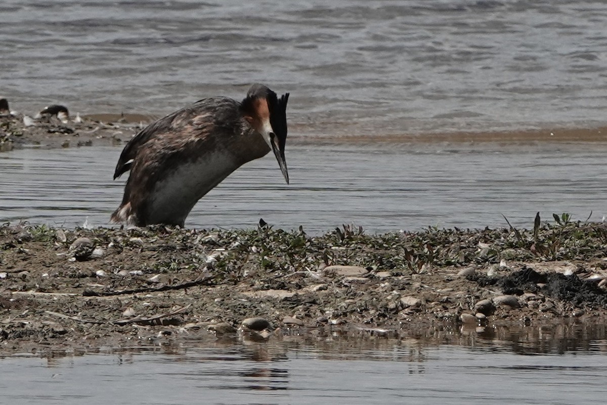 Great Crested Grebe - ML620820480