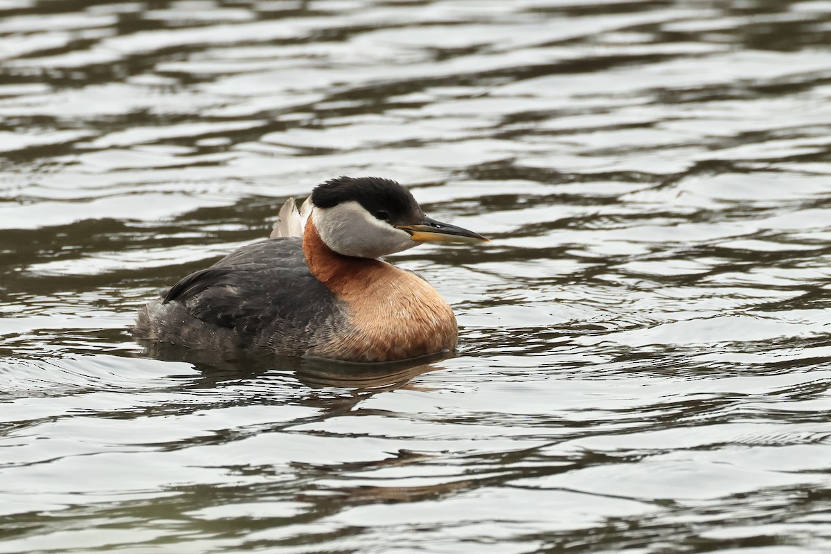 Red-necked Grebe - ML620820482