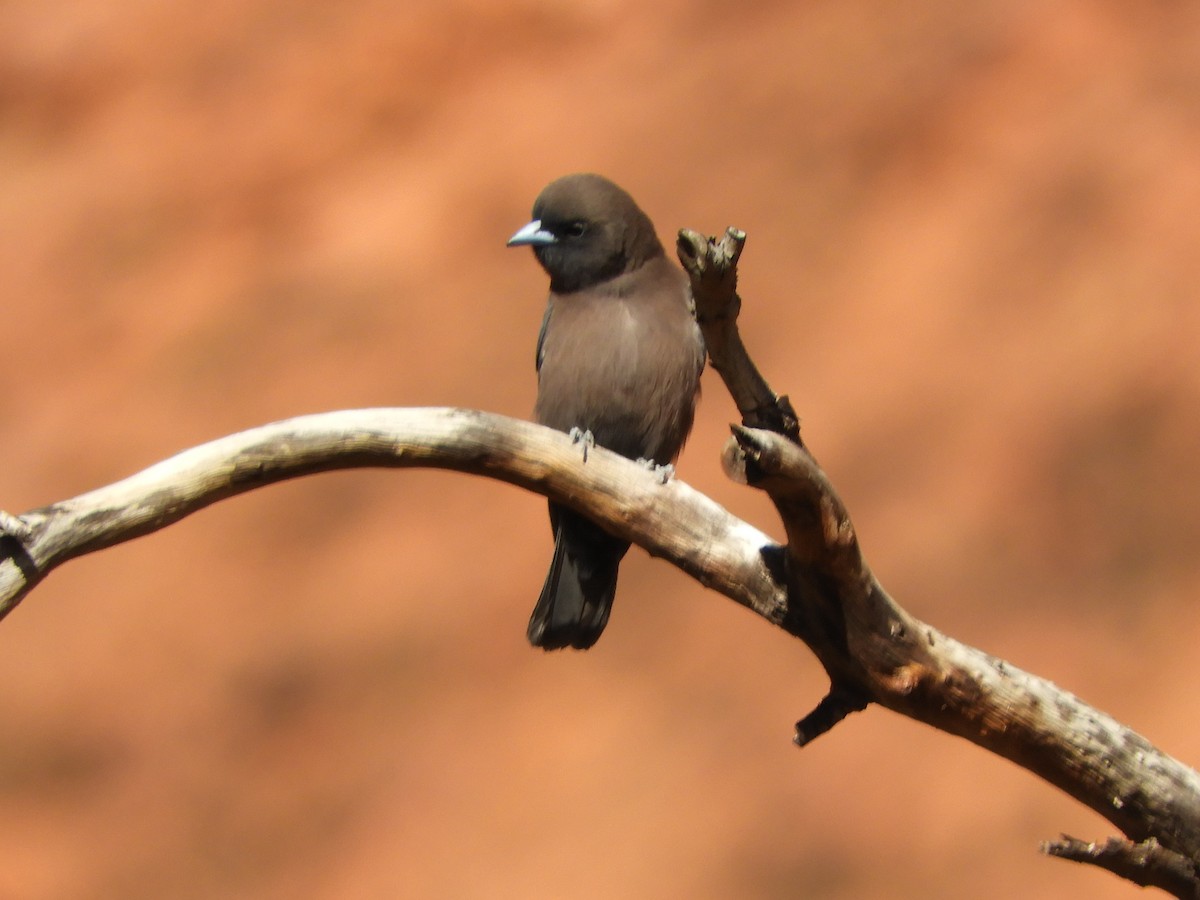 Little Woodswallow - ML620820483