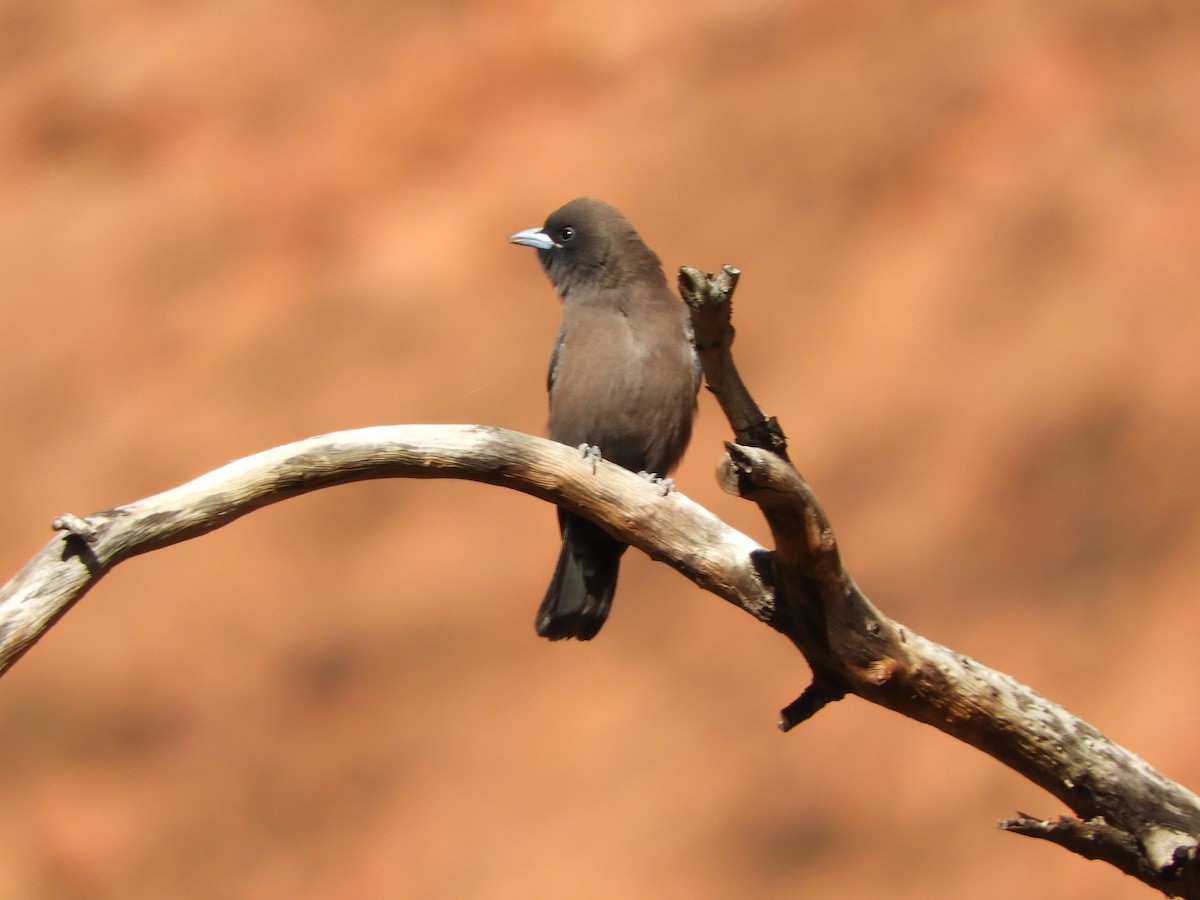 Little Woodswallow - ML620820484