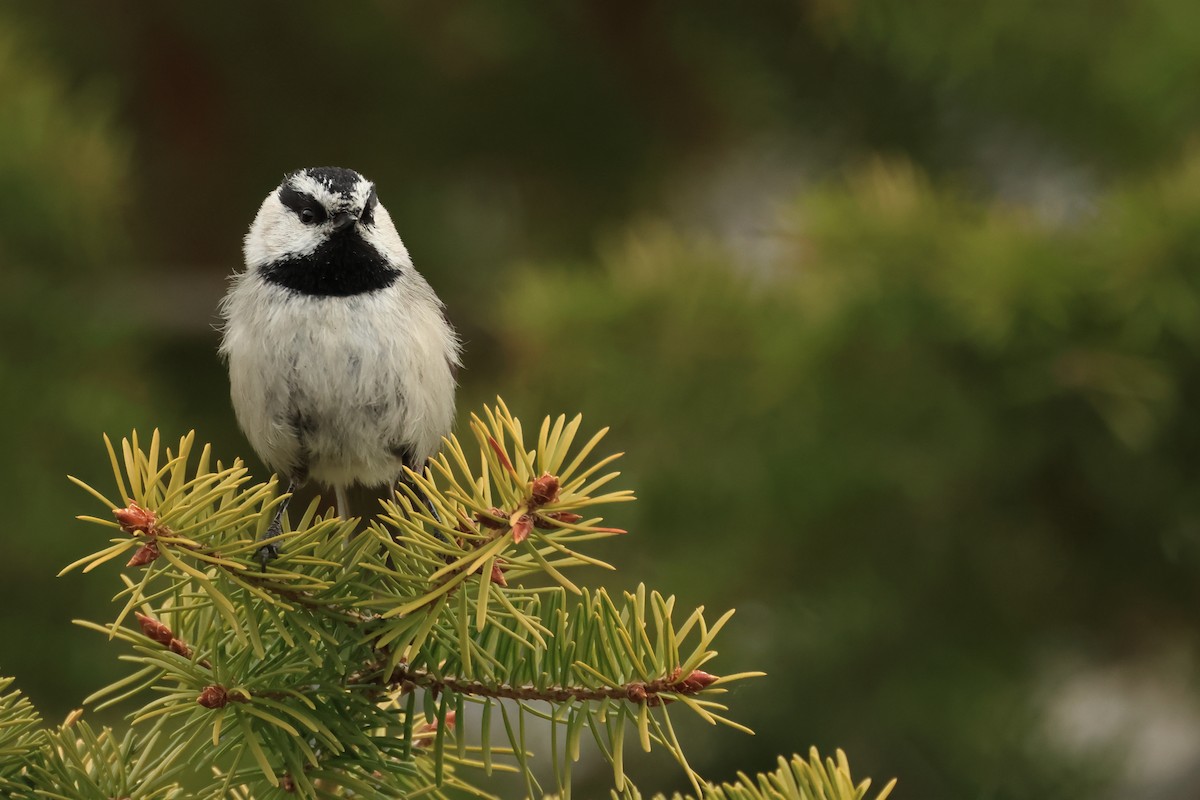 Mountain Chickadee - ML620820488