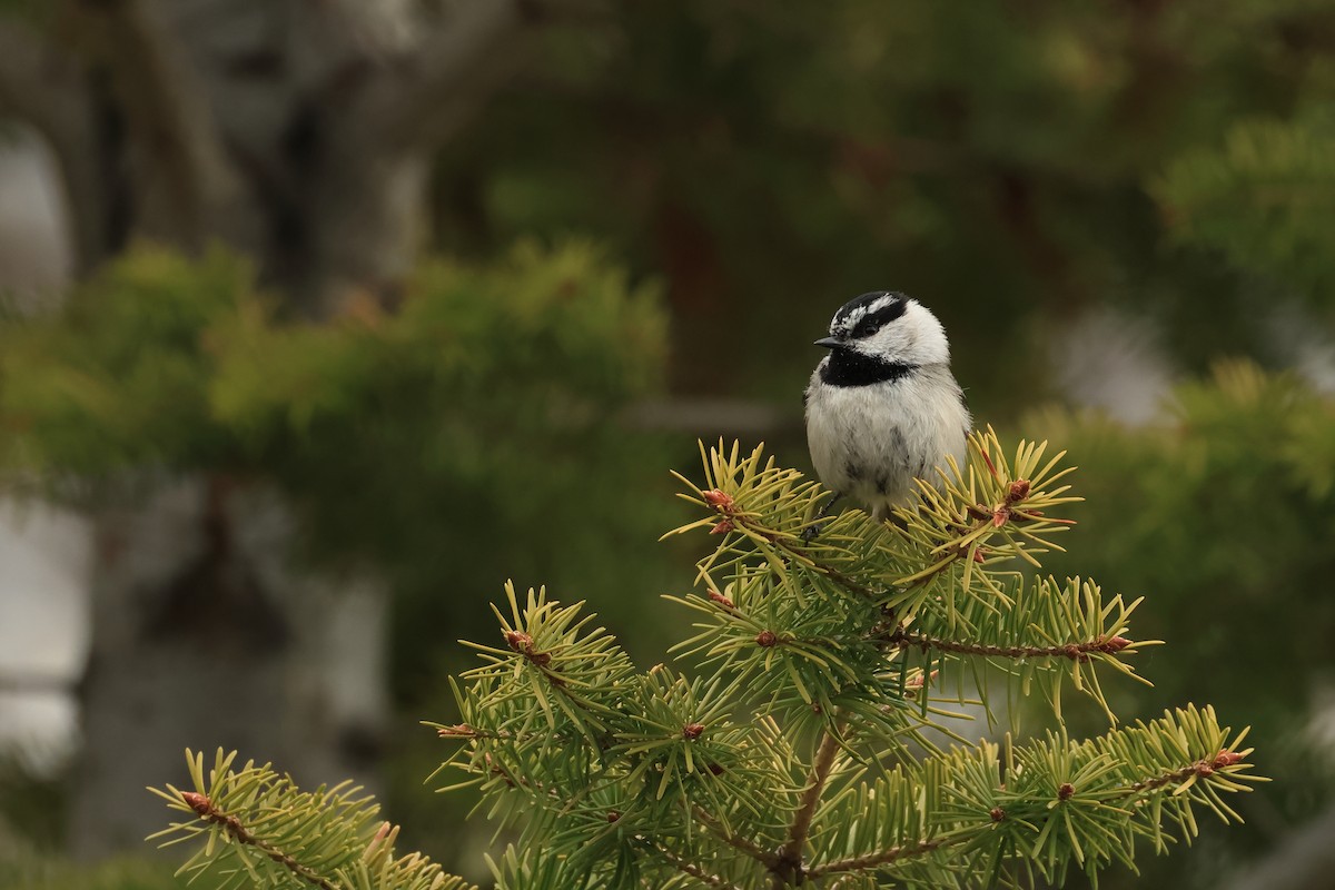 Mountain Chickadee - ML620820490