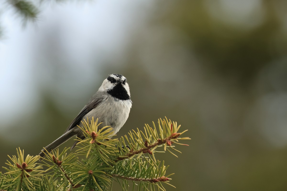 Mountain Chickadee - ML620820492