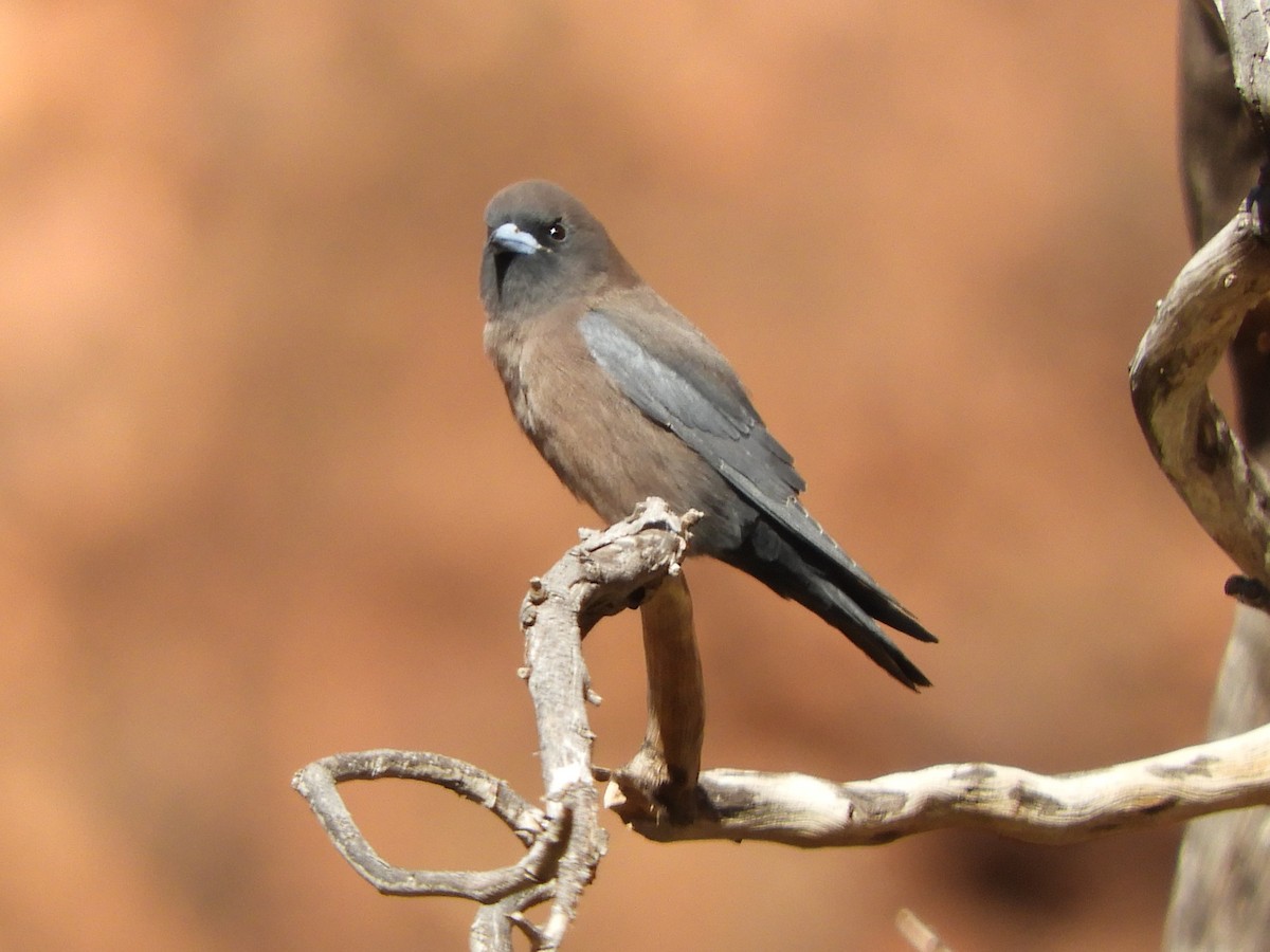 Little Woodswallow - ML620820494