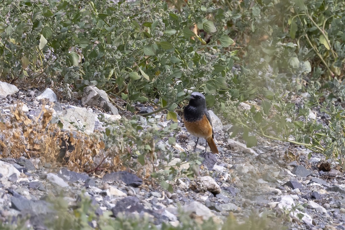 Black Redstart - ML620820495