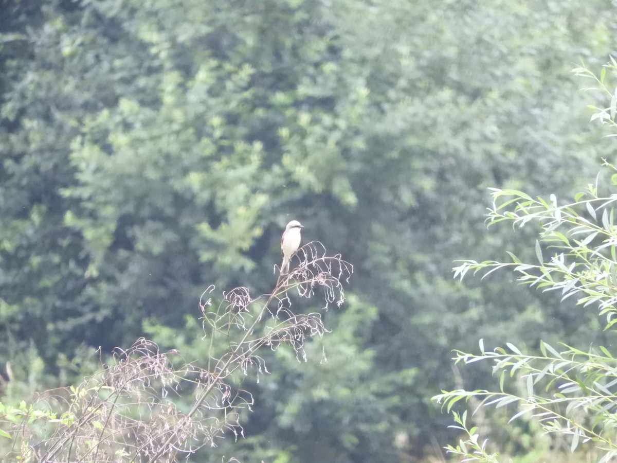 Red-backed Shrike - ML620820496