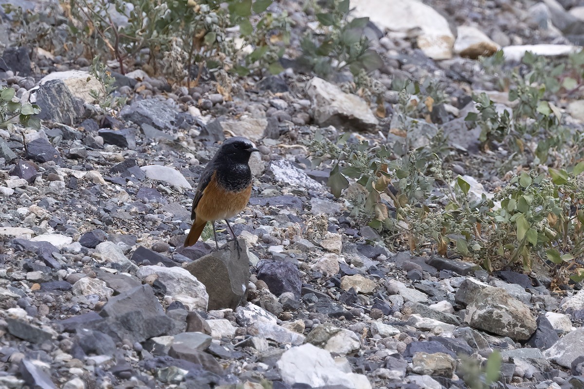 Black Redstart - ML620820497