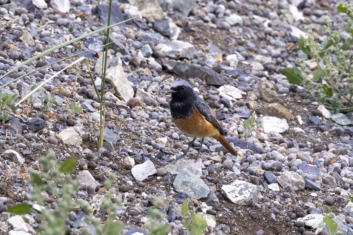 Black Redstart - ML620820498