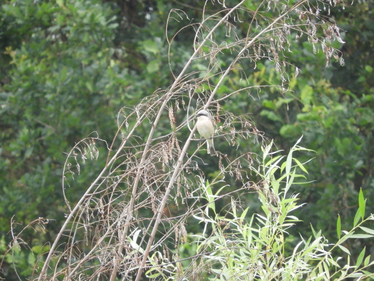 Red-backed Shrike - ML620820499