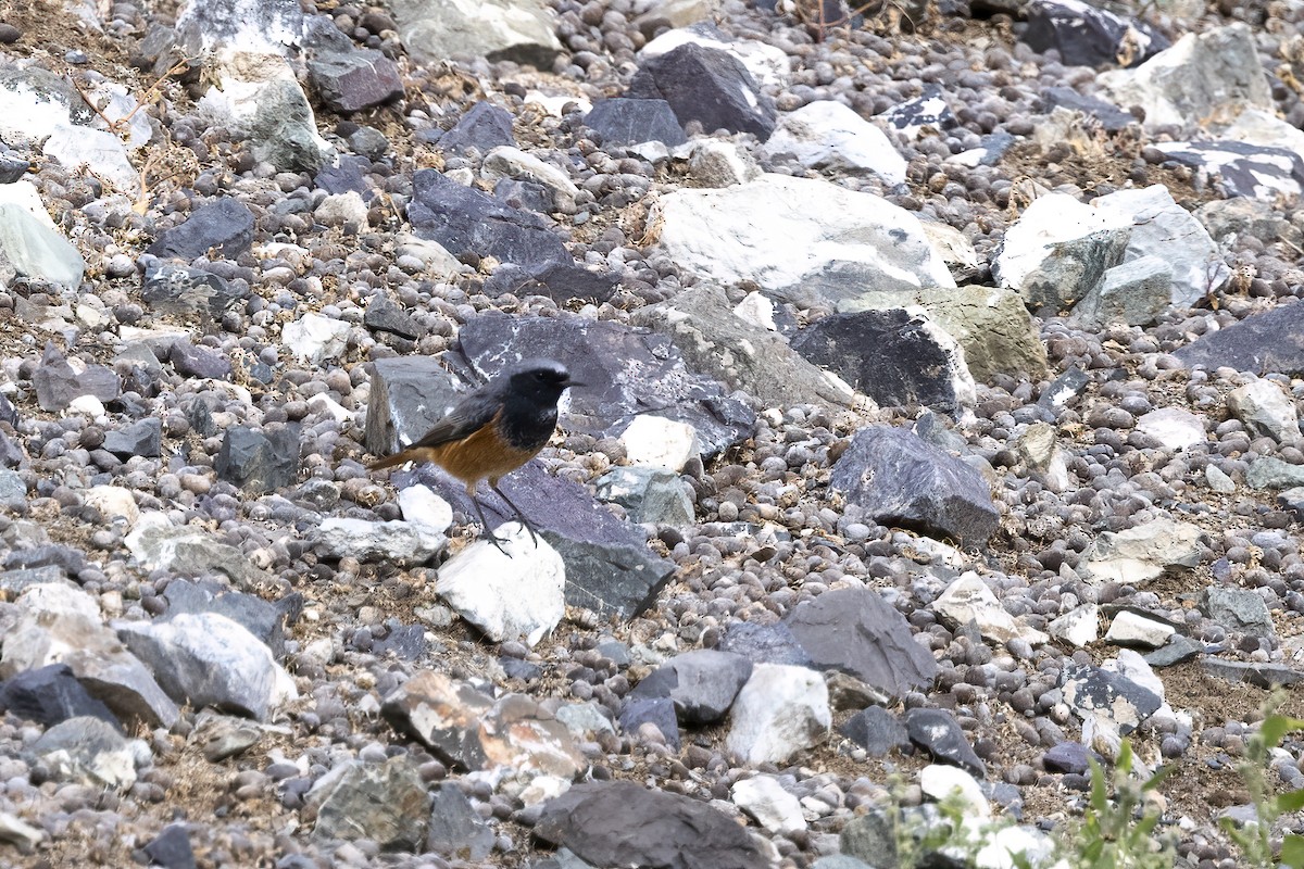 Black Redstart - ML620820500