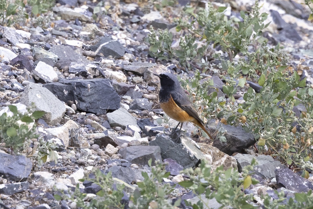 Black Redstart - ML620820501