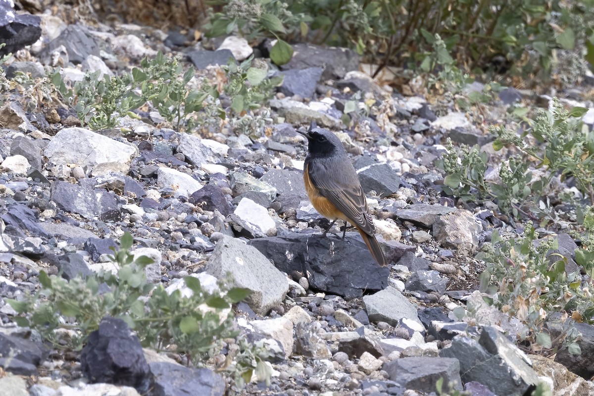 Black Redstart - ML620820502