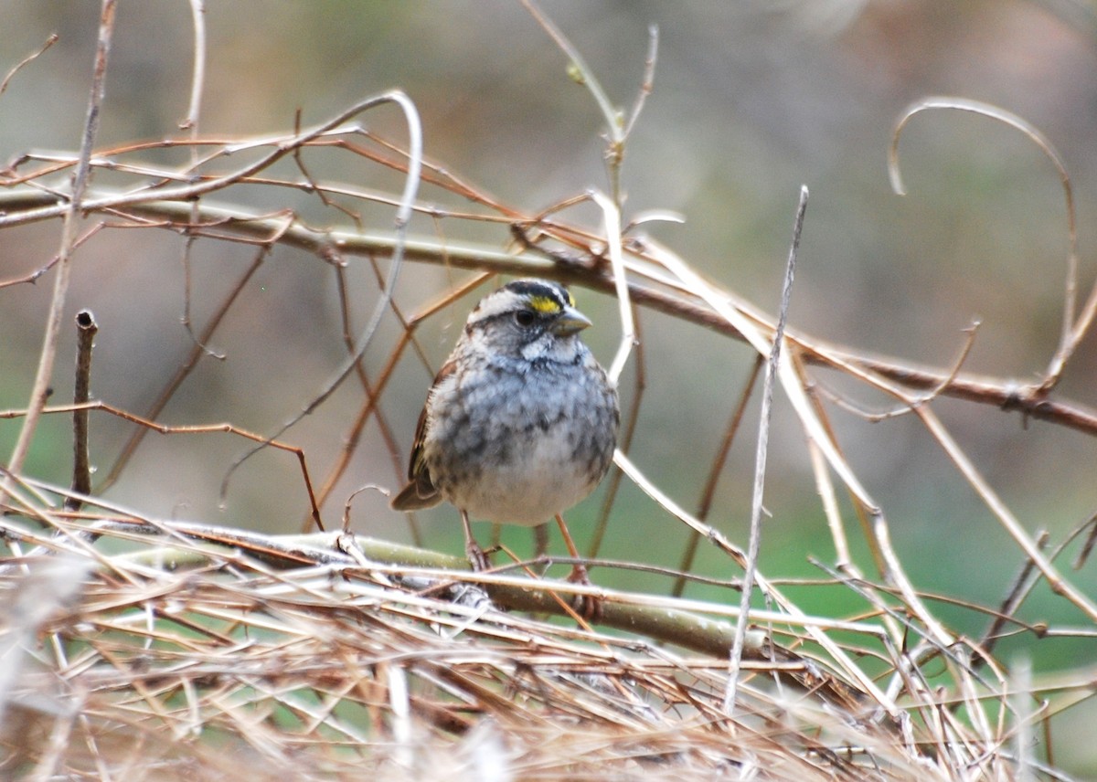 White-throated Sparrow - ML620820506