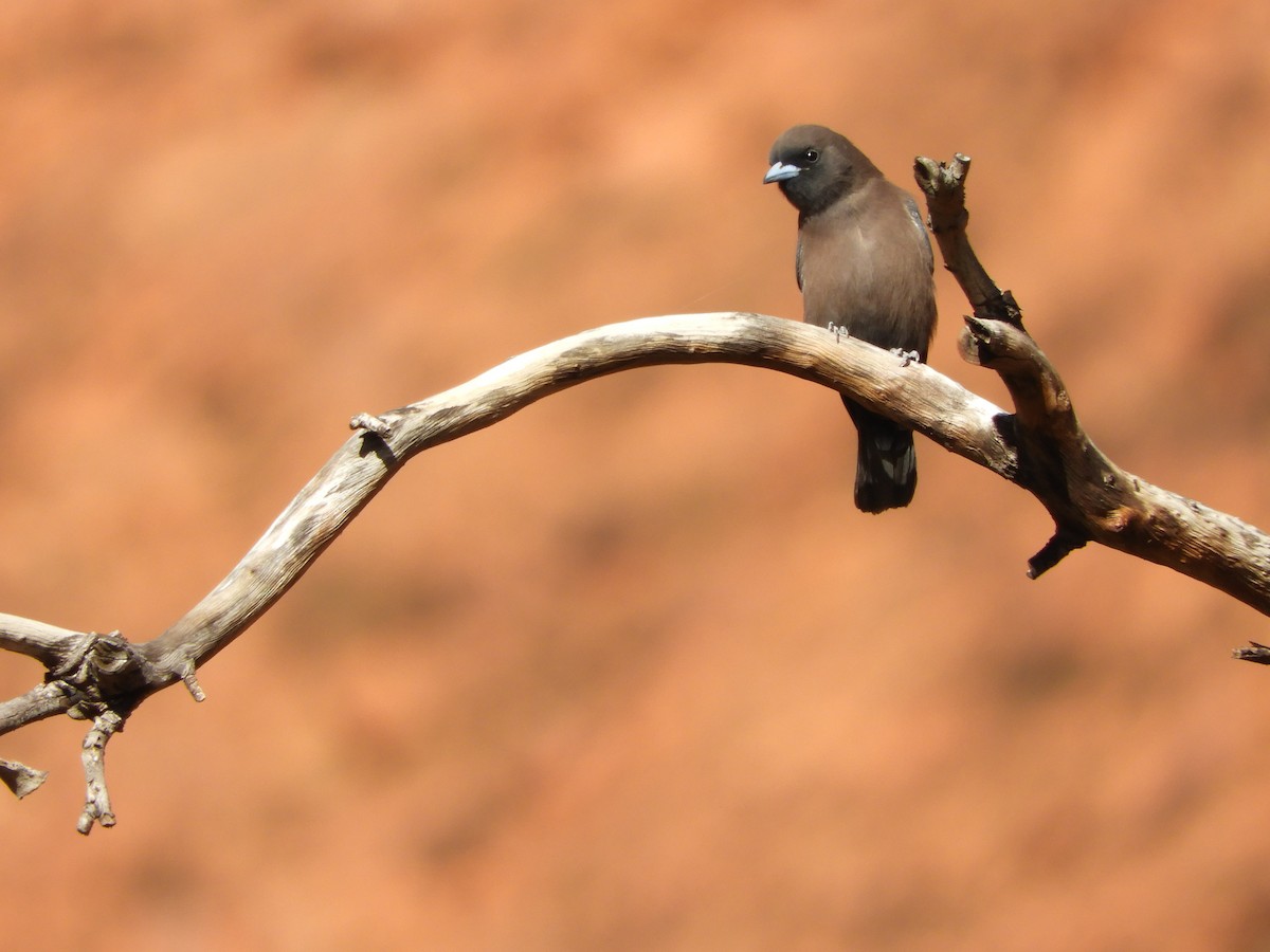 Little Woodswallow - Natalee Bozzi