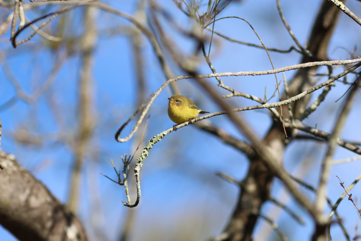 Yellow Thornbill - ML620820516