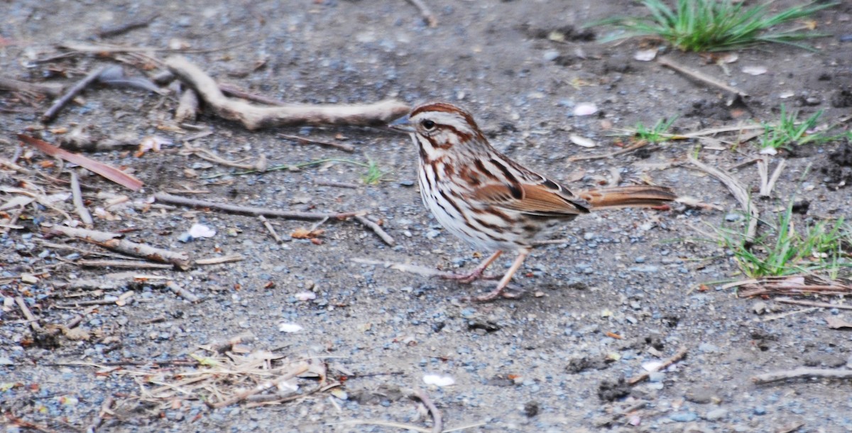 Song Sparrow - ML620820517