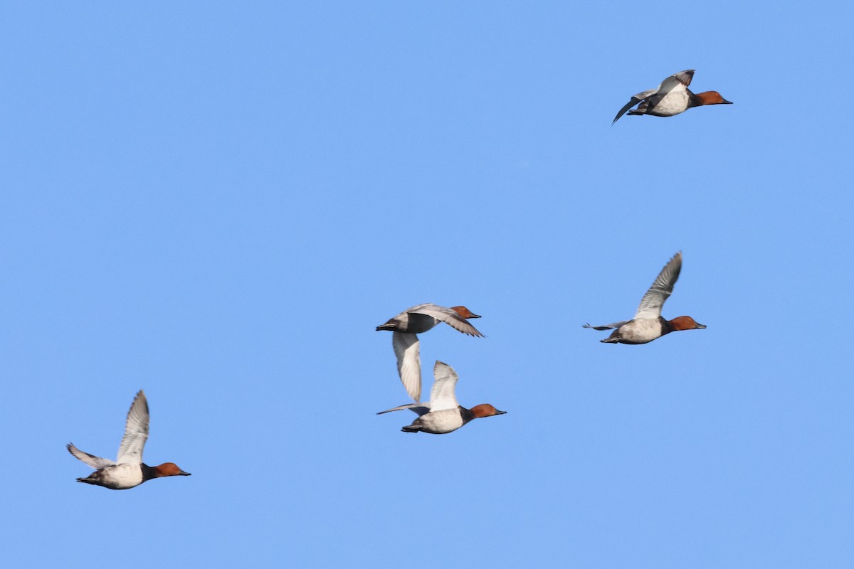 Common Pochard - ML620820518