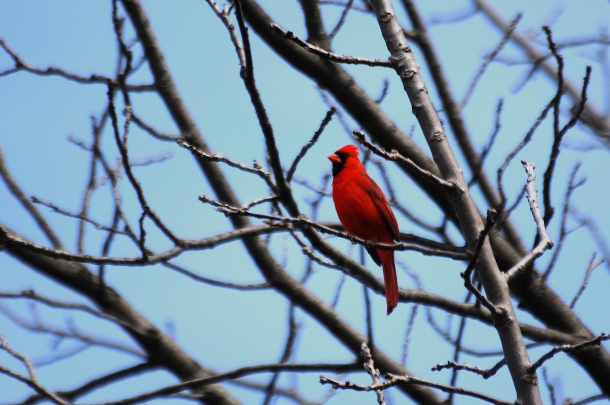 Cardinal rouge - ML620820519