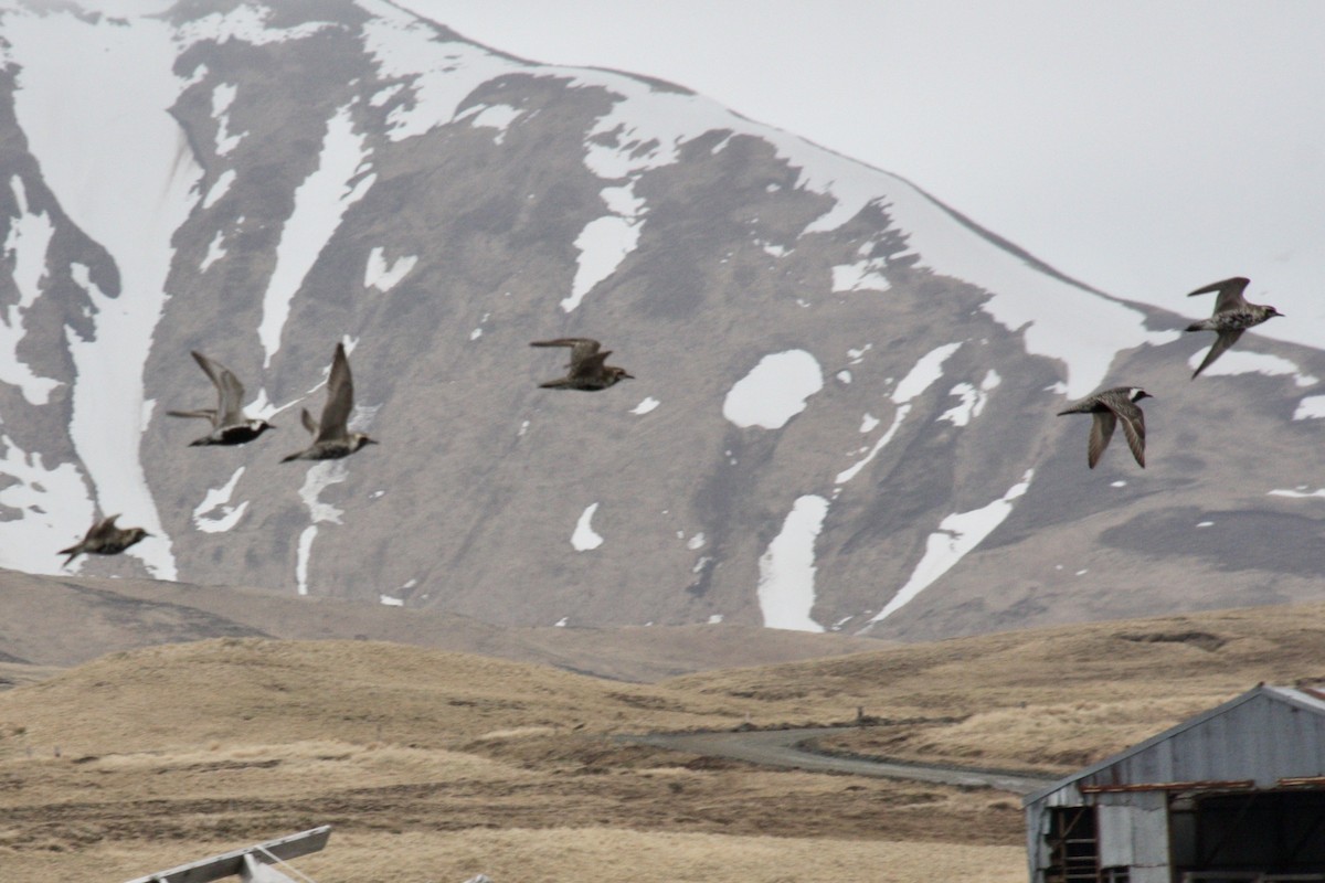 Pacific Golden-Plover - ML620820523