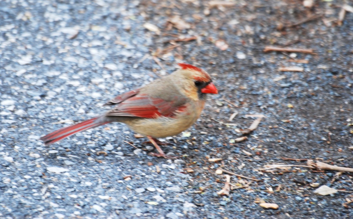 Cardinal rouge - ML620820524