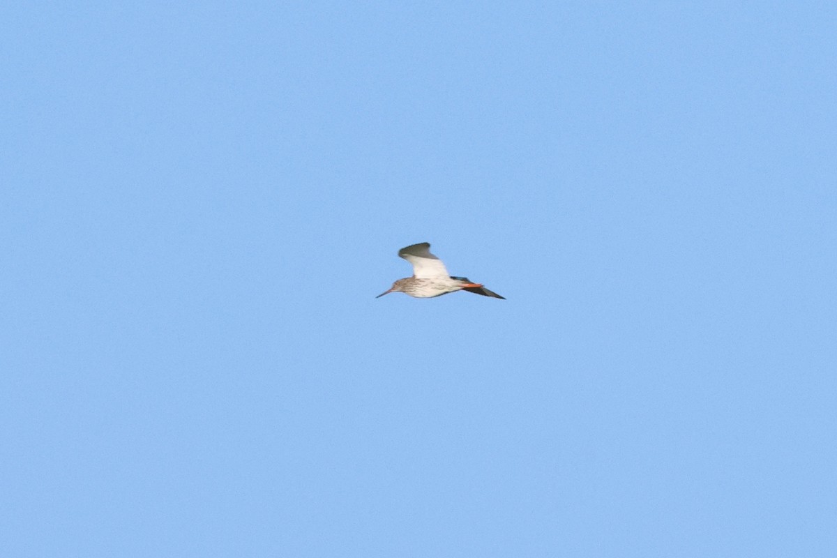 Common Redshank - ML620820525