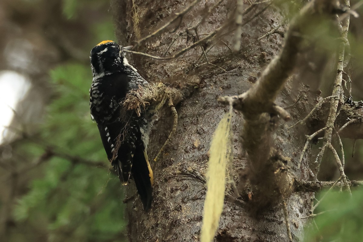 American Three-toed Woodpecker - ML620820526