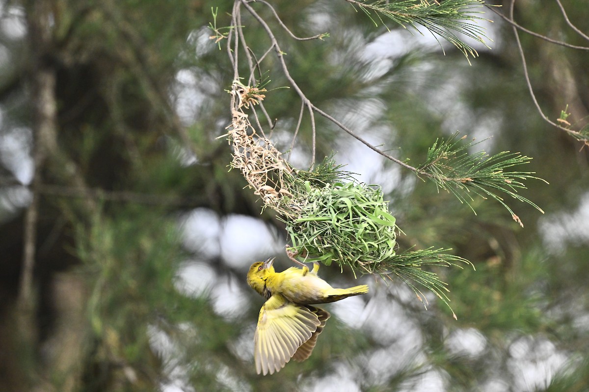 Village Weaver - ML620820528