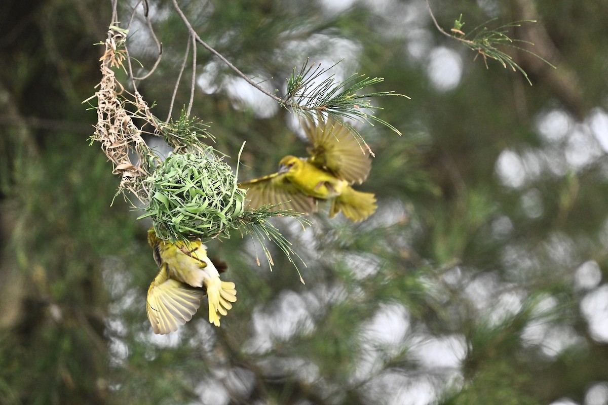 Village Weaver - ML620820529