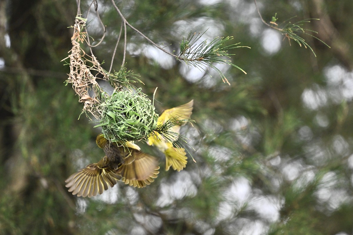 Village Weaver - ML620820530